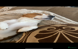 Beagle dogs for sale: Beagle looking for new home  - Image 3