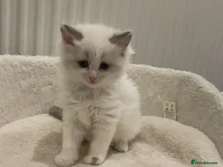 Ragdoll cats Beautiful White Ragdoll Babiessss - Advert 1