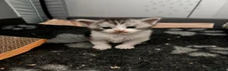 Maine Coon cats for sale: Beautiful chunky Maine Coon for sale  in Ballyclare - Advert 3