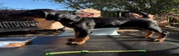 Dobermann dogs for sale: Stunning KC reg Doberman puppies  - Advert 13
