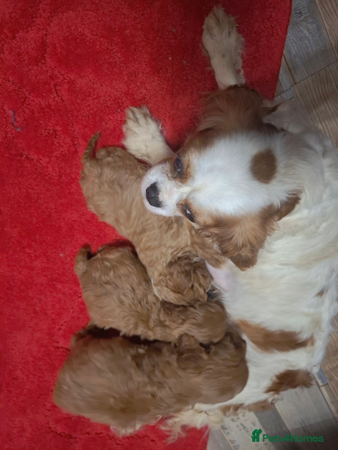 Cavapoo dogs for sale: F1 cavapoos  - Advert 2