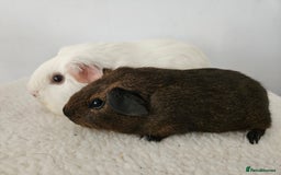 Guinea Pig rodents for sale: Lots of gorgeous boy guinea pigs in Faringdon - Image 5