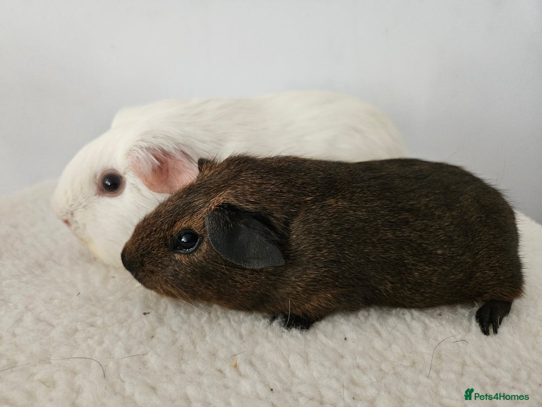 Guinea Pig rodents for sale: Lots of gorgeous boy guinea pigs in Faringdon - Image 5