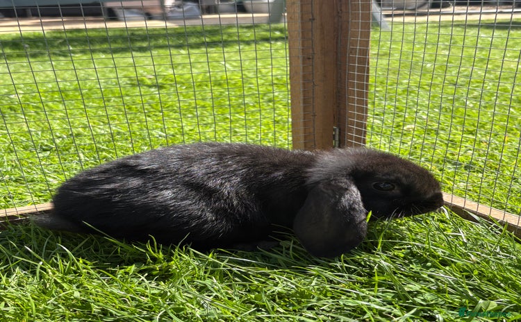 Mini Lop rabbits - Advert 14