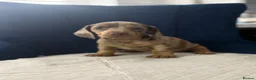 Miniature Dachshund dogs for sale: Miniature Dachshunds  - Advert 13