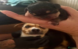 Mixed Breed dogs for sale: Jug and miniature dachshund mix pups - Image 21