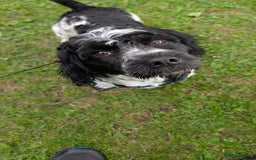 Sproodle dogs for sale: Sproodle 18 months - Image 6