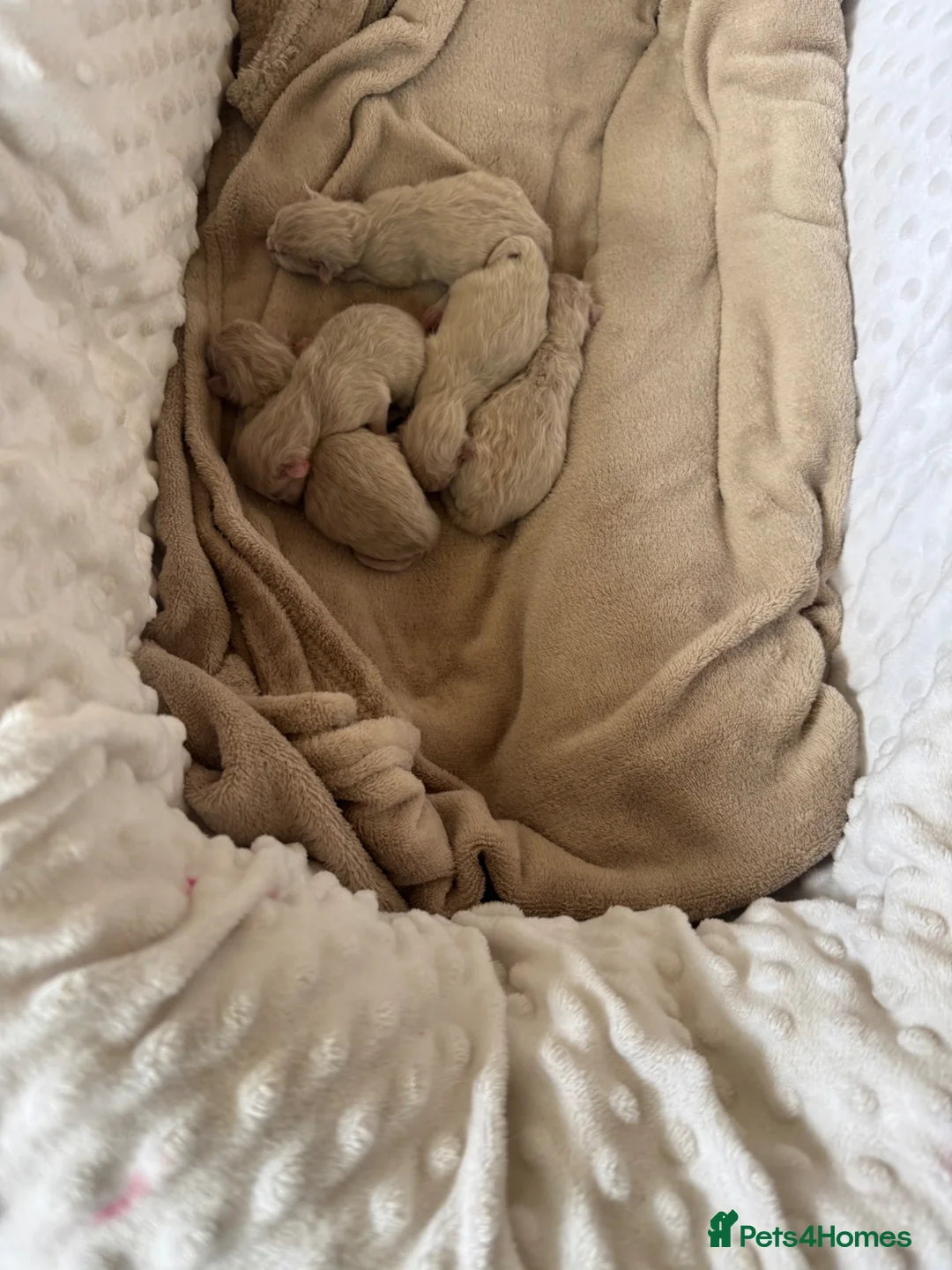 Ragdoll cats for sale: Blue point rag doll kittens - Advert 2