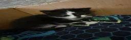 Mixed Breed cats for sale: 6 beautiful kittens   in Glasgow - Advert 3