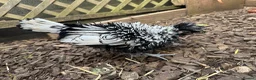 Chickens poultry for sale: Poland Bantam Cockerels Smooth and Frizzle - Advert 3