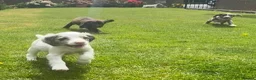 Sprocker dogs for sale: Beautiful Sprocker Puppies  - Advert 16