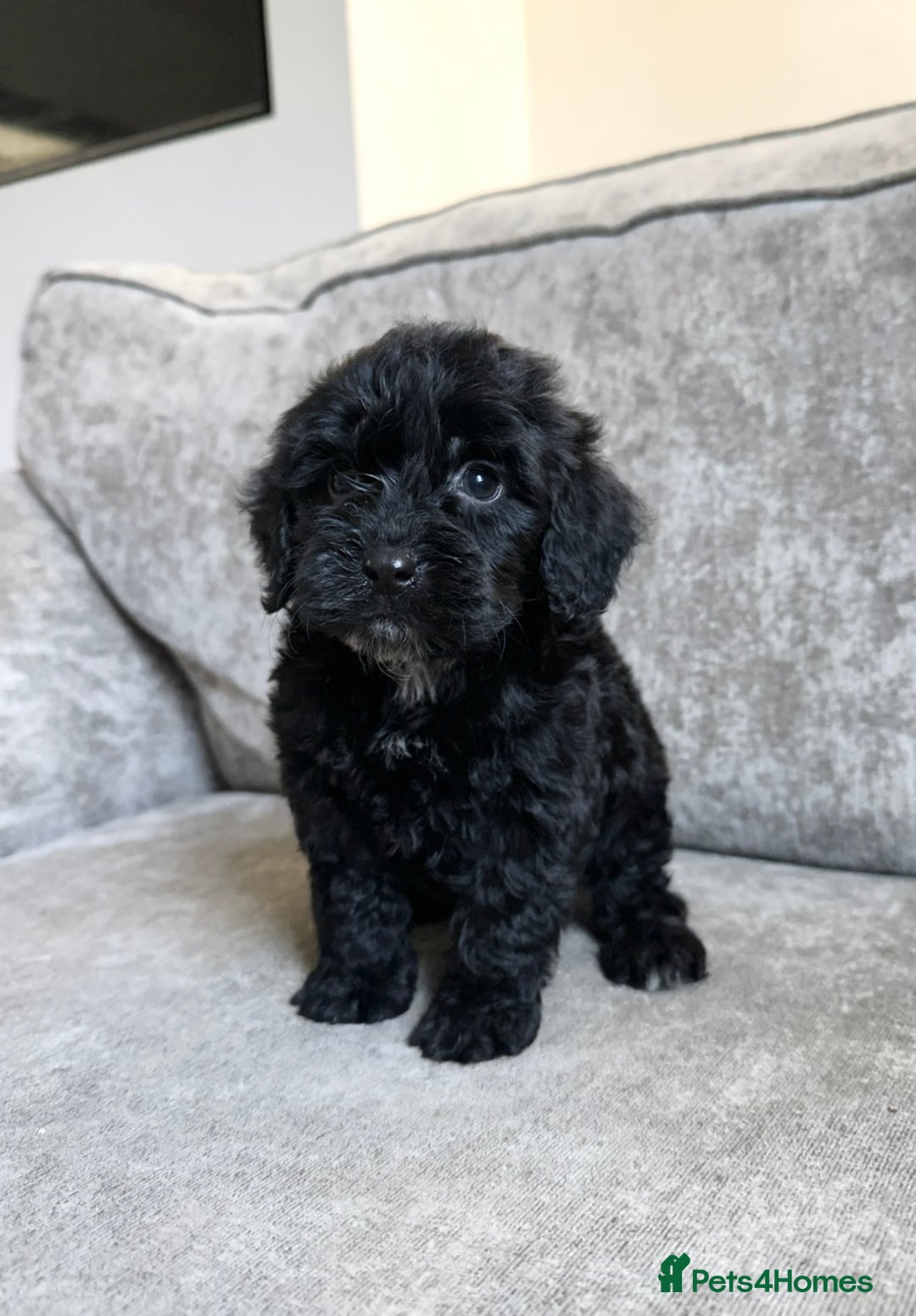Cockapoo dogs for sale: Cockapoos looking for forever homes - Advert 1