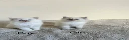 Ragdoll cats for sale: Ragdoll kittens - Advert 17