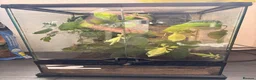 Millipedes invertebrates for sale: Giant African Train Millipede and full set up - Advert 4