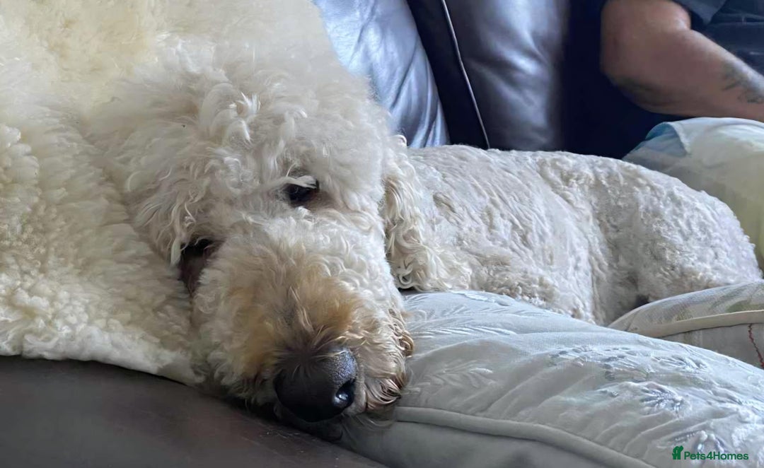 Standard Poodle dogs for adoption: ⭐ Could You Be Blue’s Happy Ever After? - Image 1