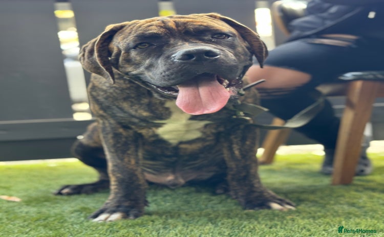 Mixed Breed dogs - Advert 1