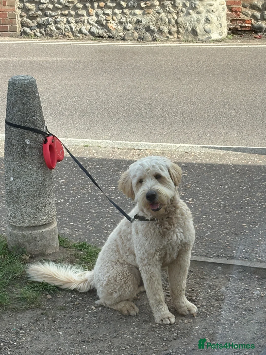 Goldendoodle dogs for stud: Golden Doodle for stud - straight hair  - Advert 8