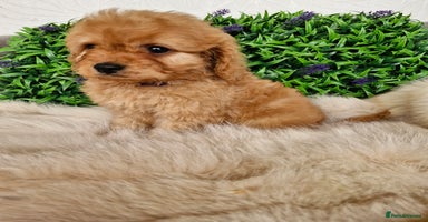 Cavapoo dogs - Advert 9
