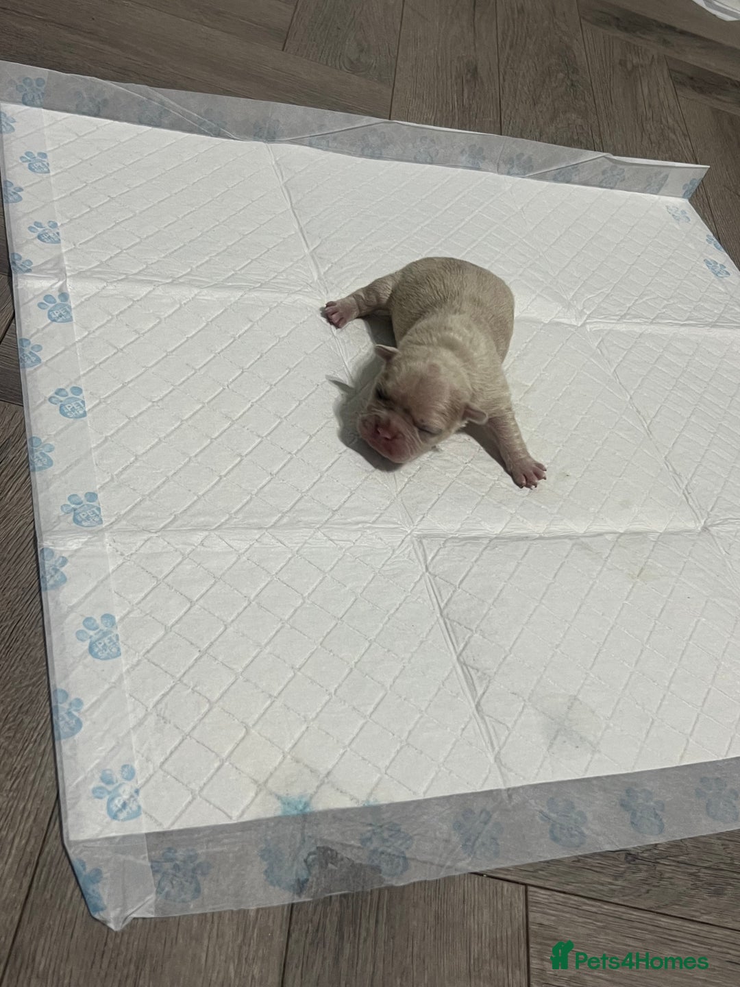 French Bulldog dogs for sale: French Bulldog Puppy’s  - Advert 6