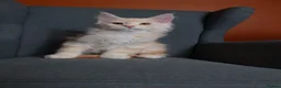 Maine Coon cats for sale: Maine coon 🧡🖤🩶 ready to leave - Advert 6