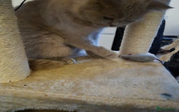 British Shorthair cats for sale: Aura.  - Image 4