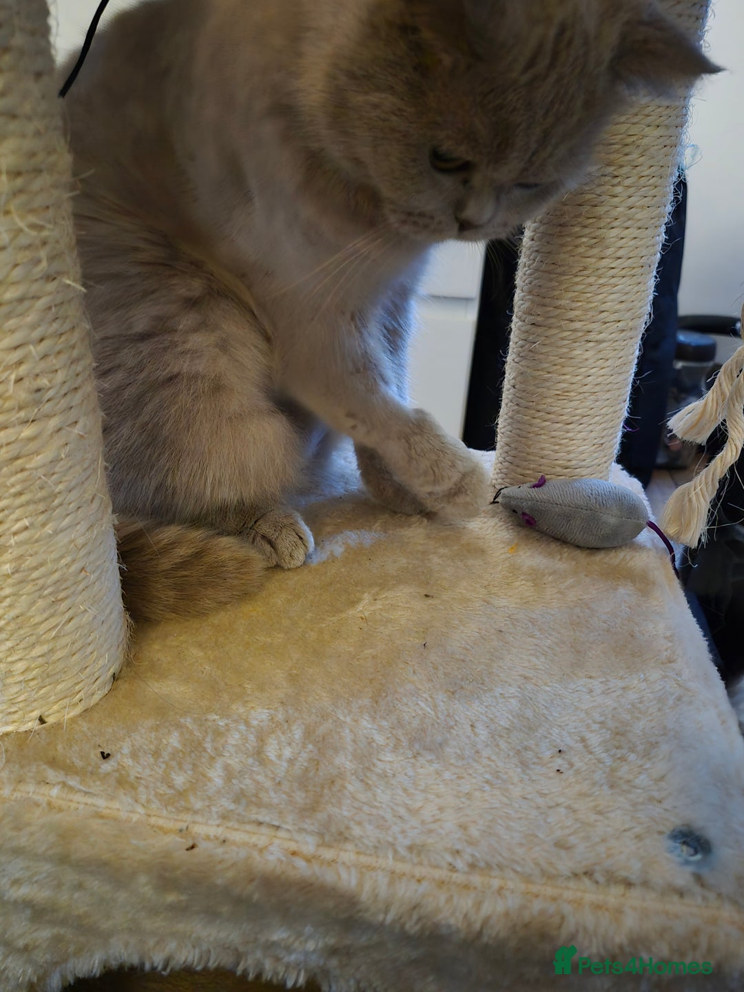 British Shorthair cats for sale: Aura.  - Image 4
