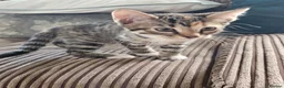 Bengal cats for sale: Female Bengal X kitten  - Advert 8