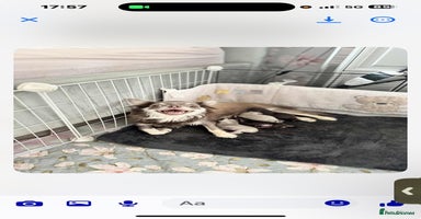 Chihuahua dogs - Advert 4