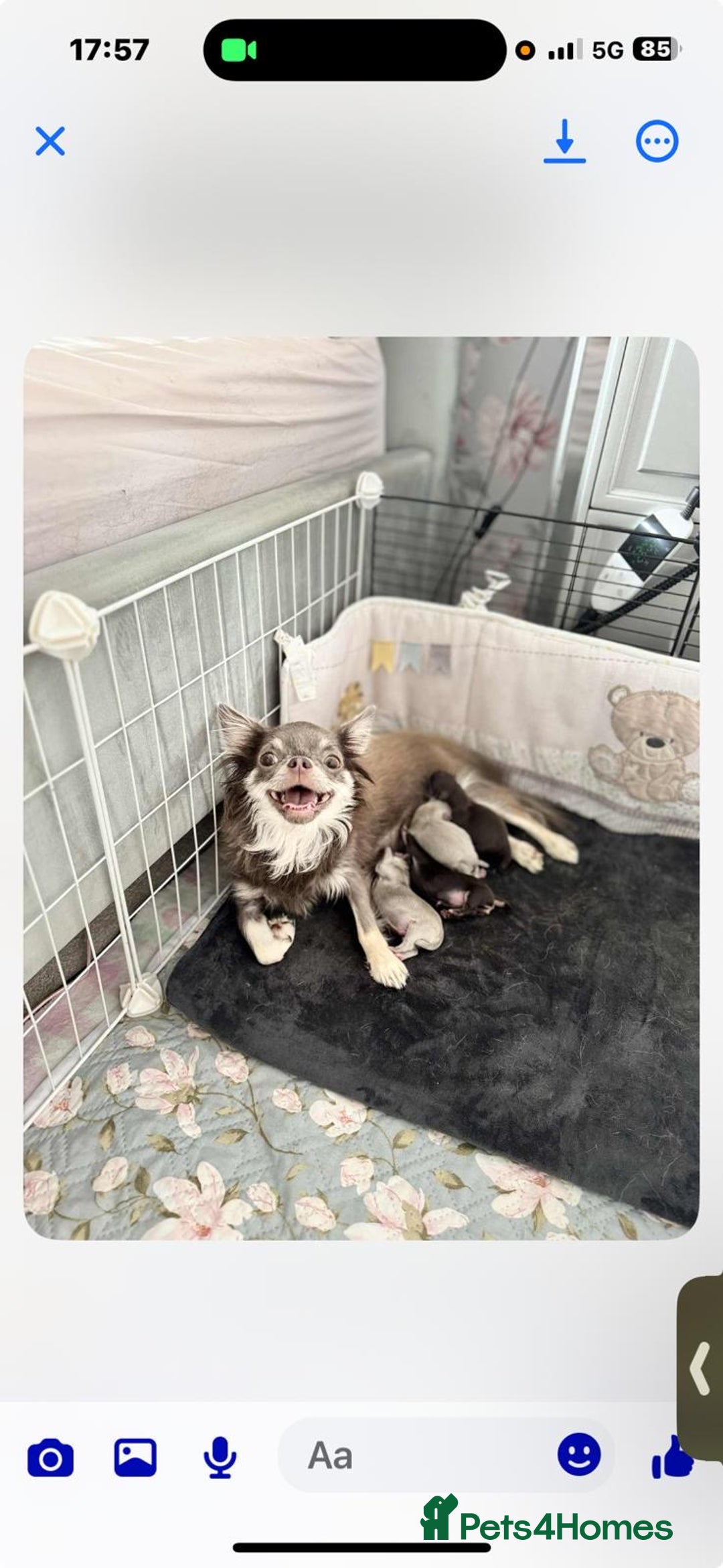 Chihuahua dogs for sale: 💜🤎 Exotic KC LC chihuahuas 🤎💜 - Image 13
