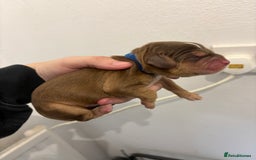 Cocker Spaniel dogs for sale: Cocker spaniel puppies - AVAILABLE 01/01/26  - Image 7