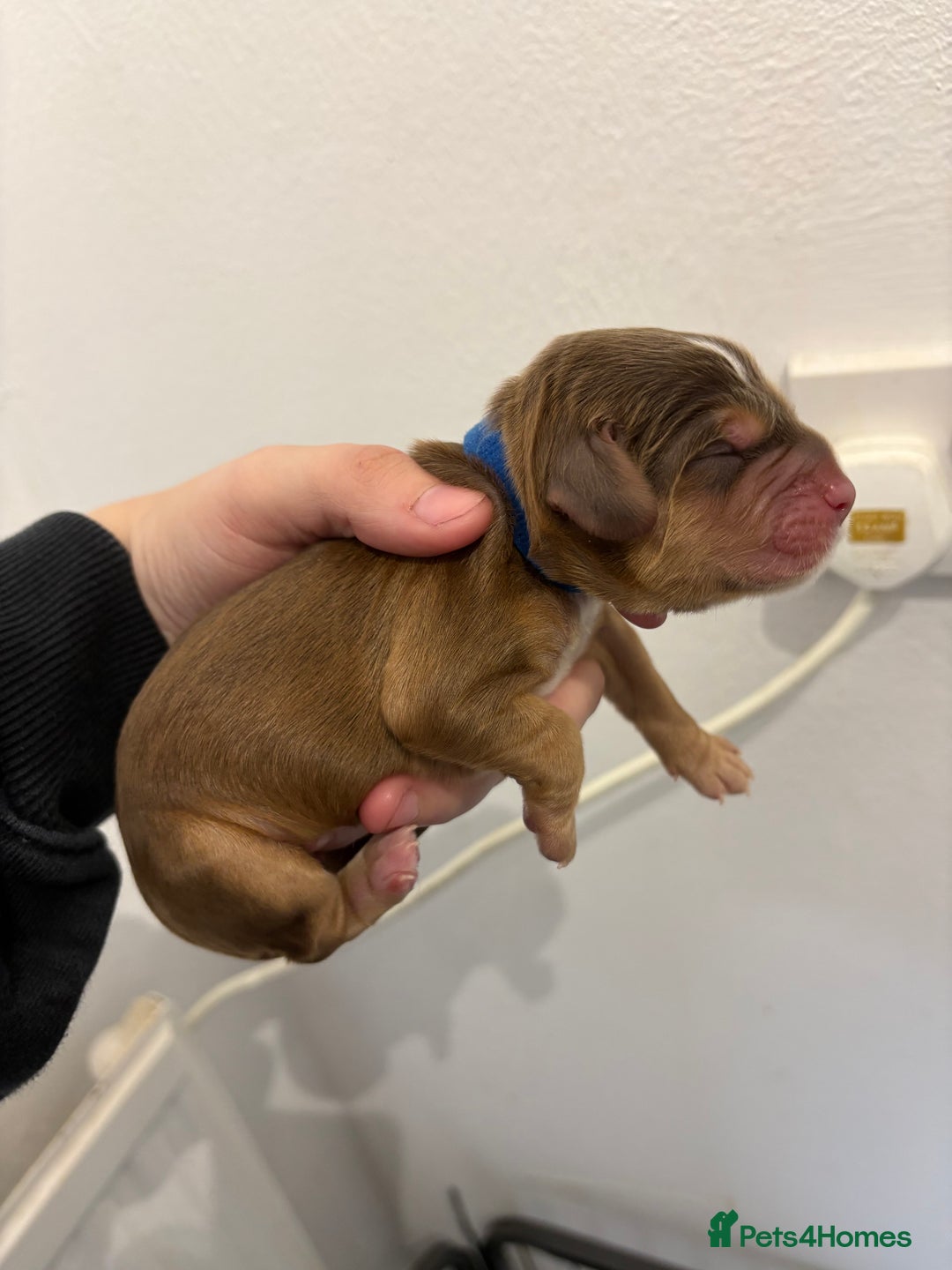 Cocker Spaniel dogs for sale: Cocker spaniel puppies - AVAILABLE 01/01/26  - Image 7