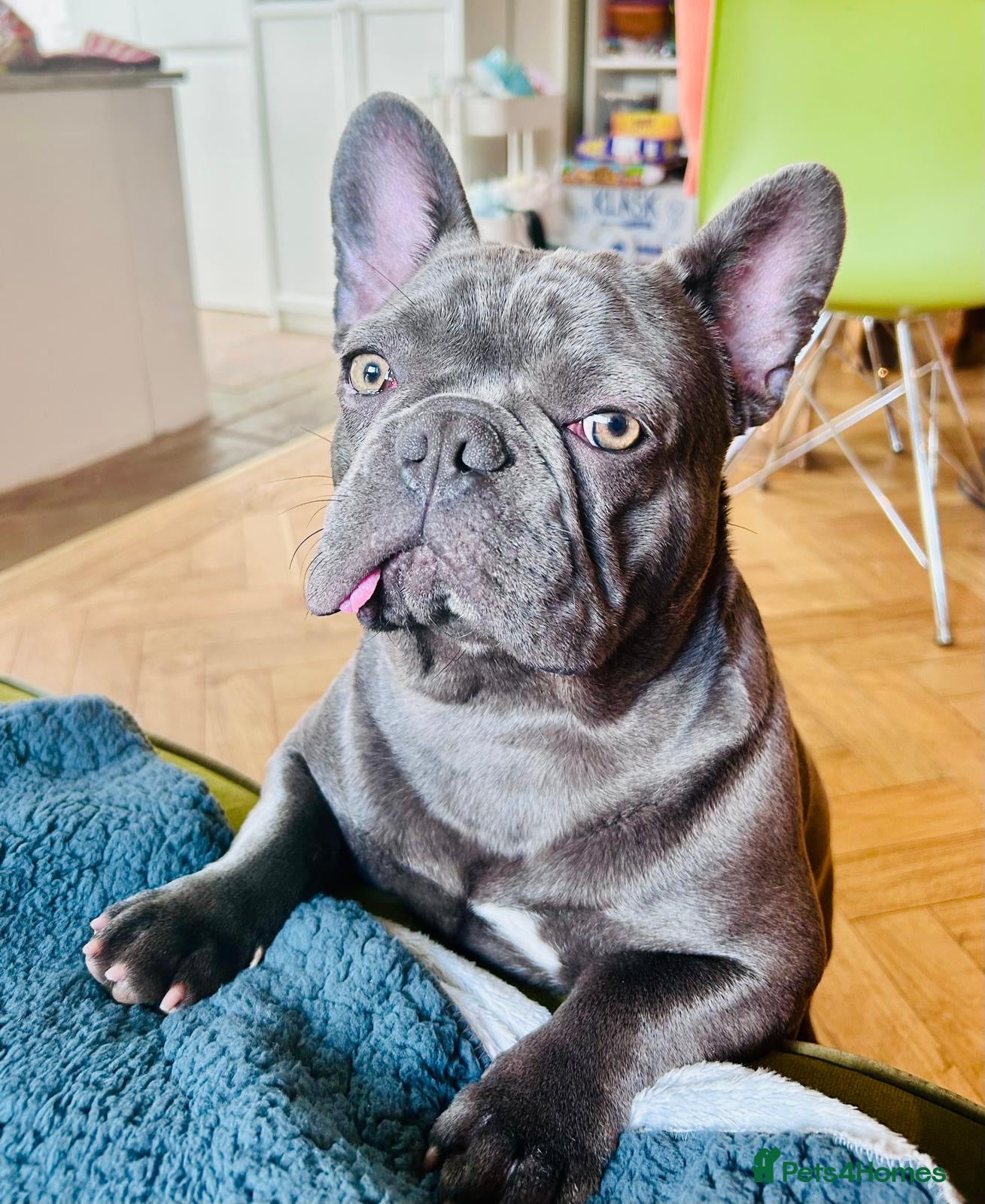 French Bulldog dogs Molly Daffodill: French Bulldog 10 months  - Advert 6