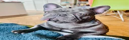 French Bulldog dogs for sale: Molly Daffodill: French Bulldog 10 months  - Advert 1