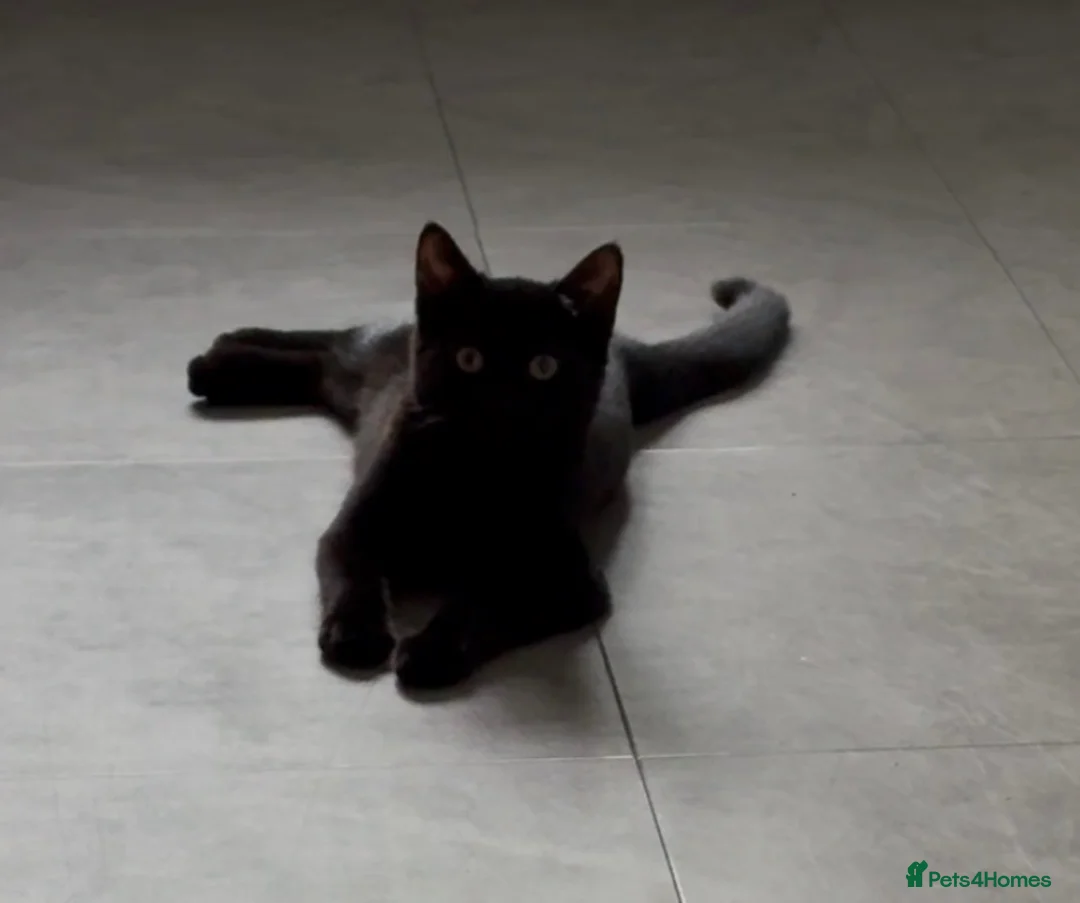 Mixed Breed cats for sale: Female cat  - Advert 4