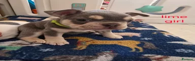 French Bulldog Puppy 6