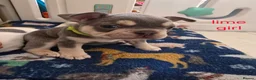 French Bulldog dogs for sale: French bulldog puppies  in Yeovil - Advert 8