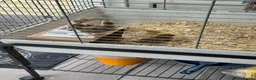 Mixed Breed poultry for sale: Beautiful Runner Duckling Chicks & Bantam Chicks in Bridgwater - Advert 3