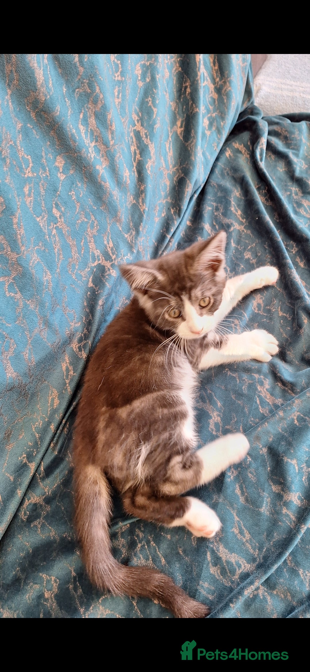 Maine Coon cats for sale: Maine Coon cross breed kittens 😸 😍  - Advert 13