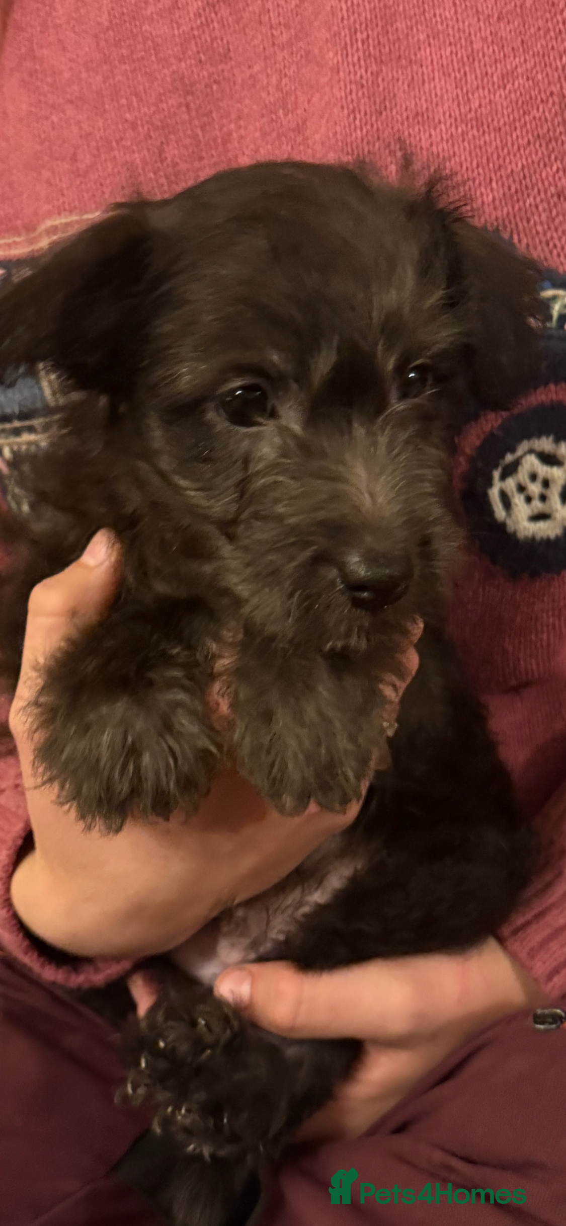 Westiepoo dogs Westiepoo puppies - Advert 1