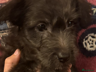 Westiepoo dogs Westiepoo puppies - Advert 2