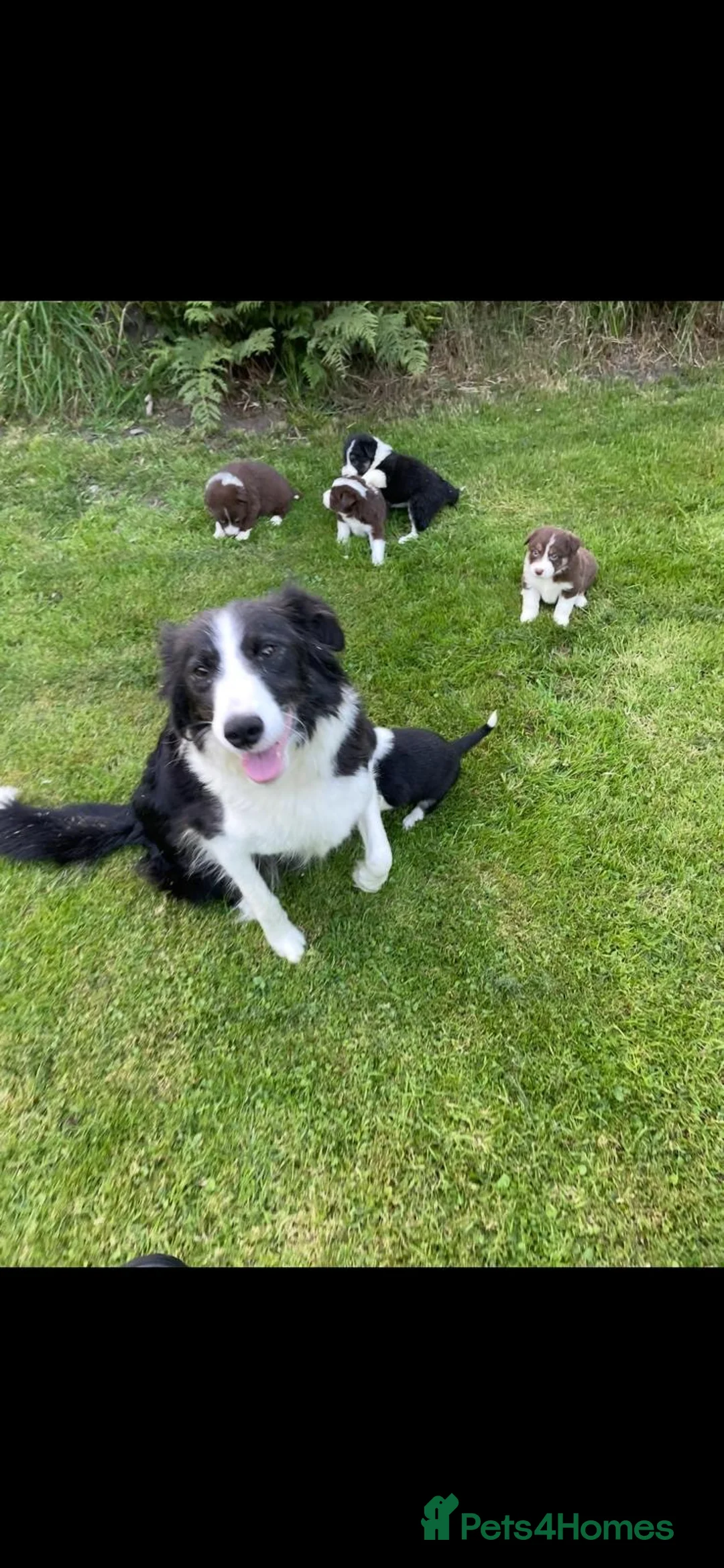 Border Collie dogs for sale: Border collies  - Advert 2