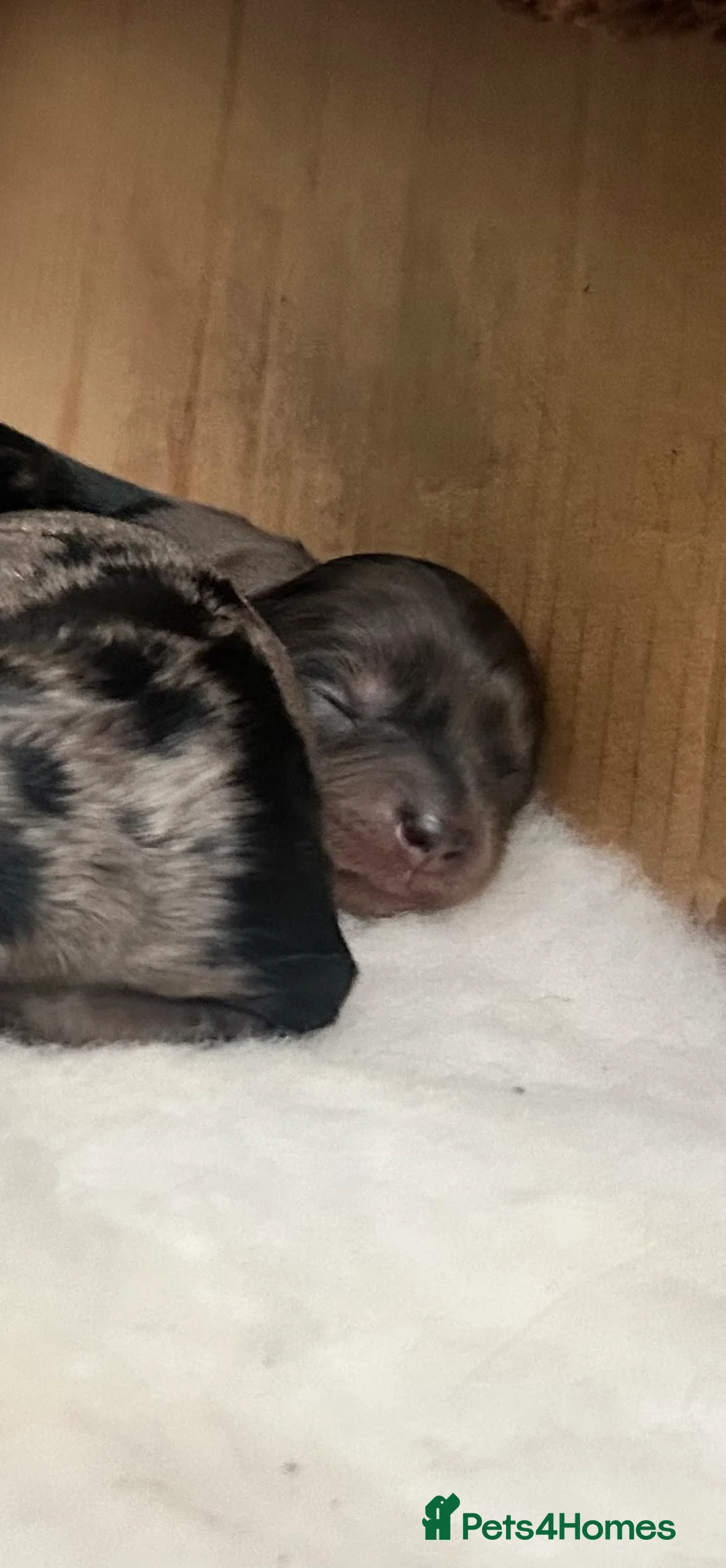 Cavapoo dogs for sale: Stunning chocolate merle cavapoo puppies in Maidstone - Advert 2