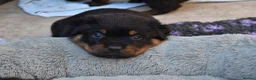 Rottweiler dogs for sale: Rottweilers KC reg full tested TOP QUALITY  - Advert 21