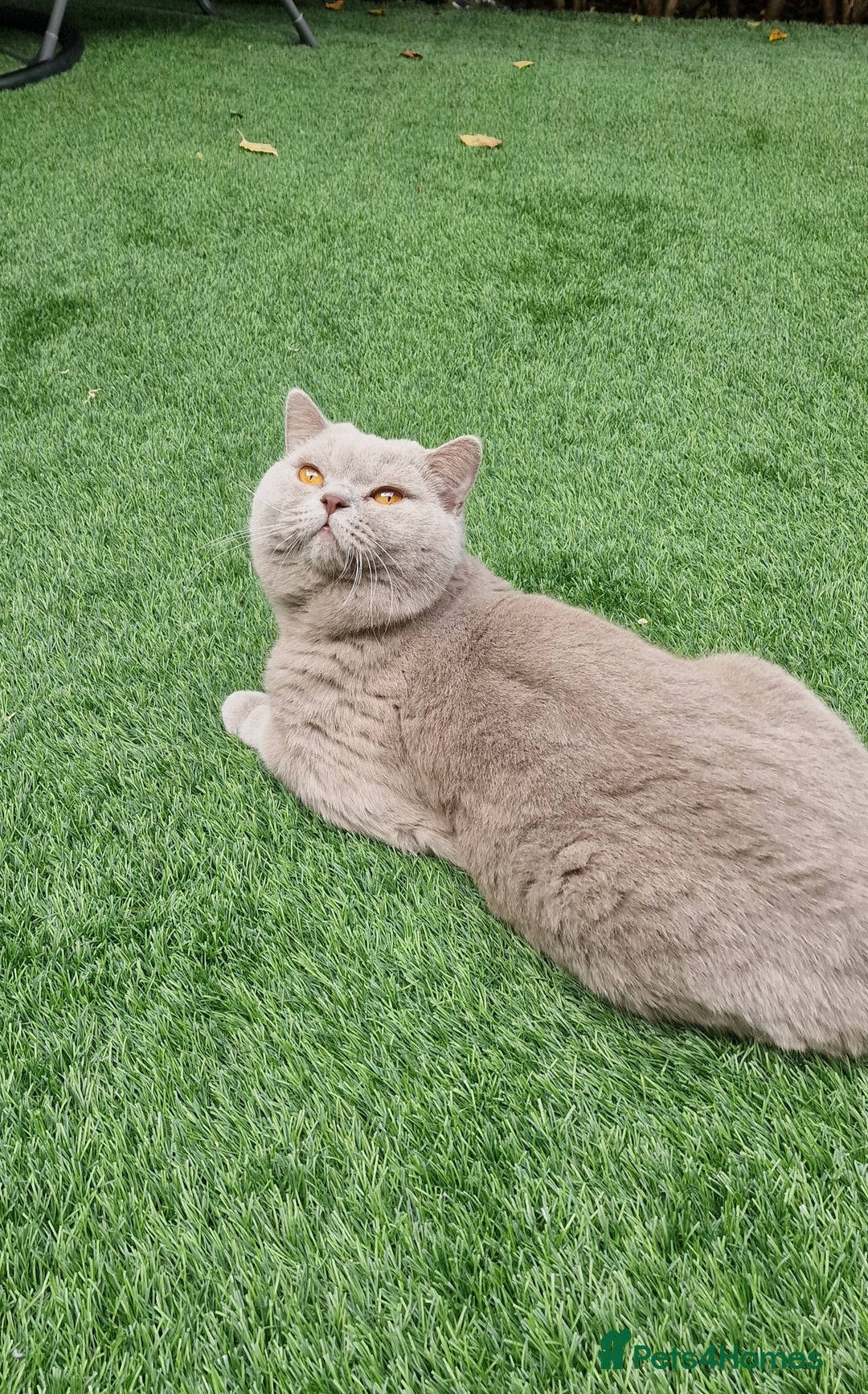 British Shorthair cats for stud: Amasing British Shorthair Lilac for stud - Image 12