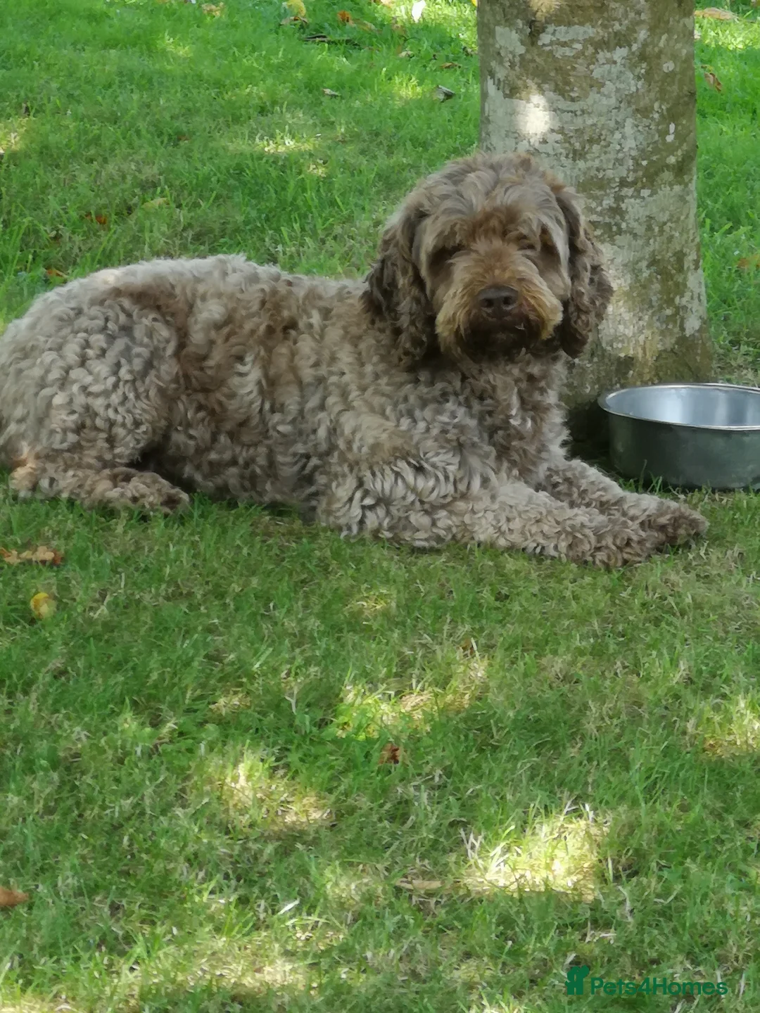 Miniature Poodle dogs for stud: OUTSTANDING CHOCOLATE F1 COCKAPOO FULLY DNA TESTED in Radstock - Advert 10