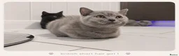 British Shorthair cats for sale: Pure Breed British Shorthair Kittens - Advert 8
