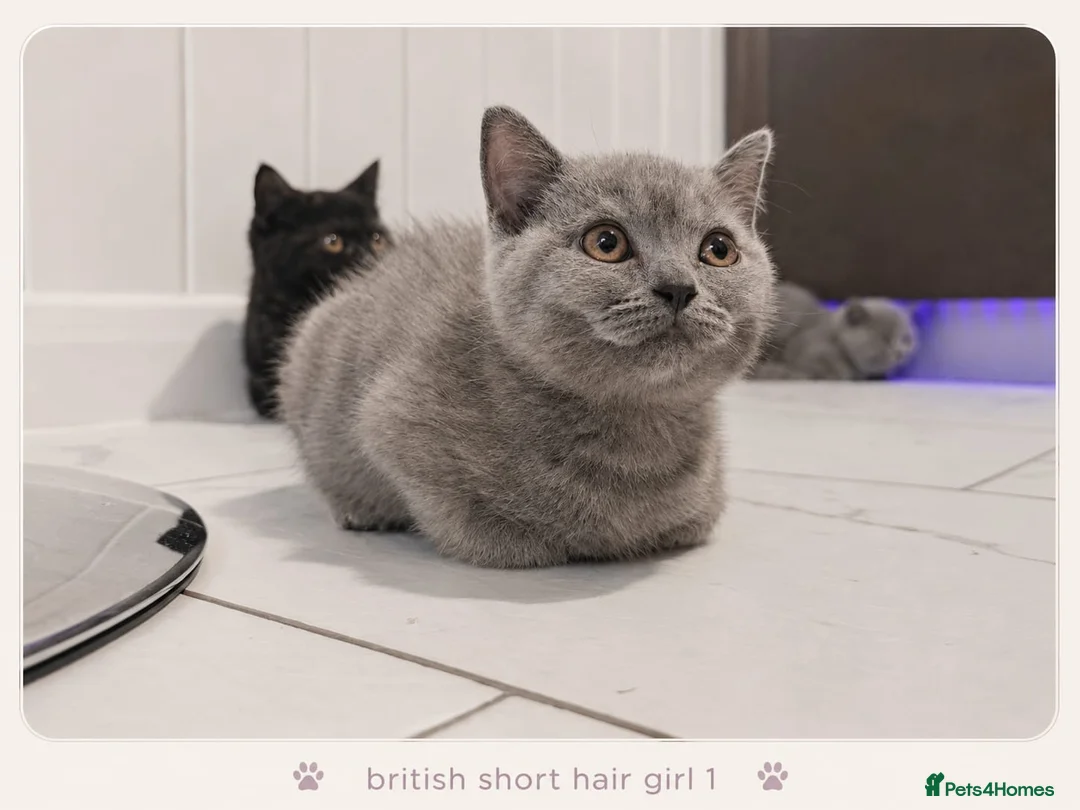 British Shorthair cats for sale: Pure Breed British Shorthair Kittens - Advert 8