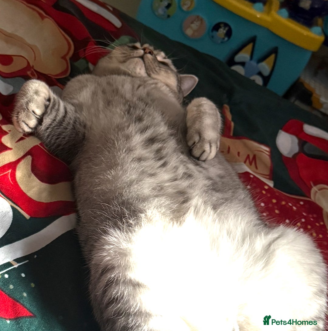 British Shorthair cats for sale: British short hair  - Advert 4