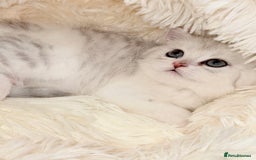 British Shorthair cats for sale: TICA REGISTERED CHAMPION LINES HUGE KITTEN 4 SALE! - Image 13