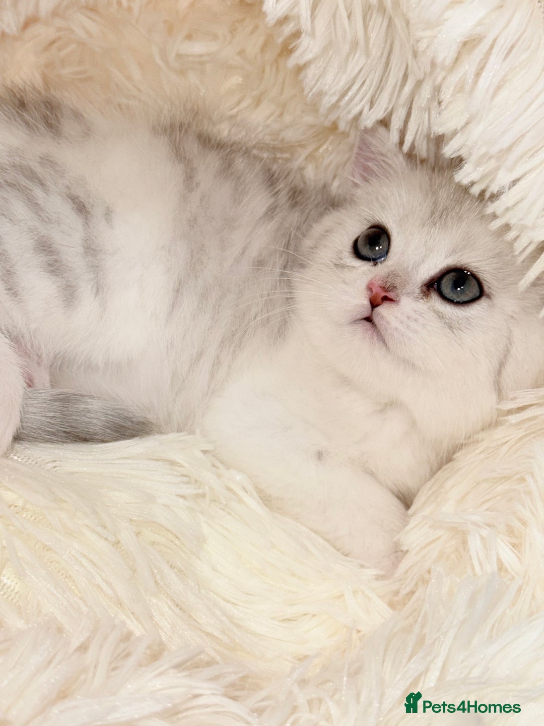 British Shorthair cats for sale: TICA REGISTERED CHAMPION LINES HUGE KITTEN 4 SALE! - Image 13